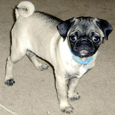 MOPS-PUG-CARLIN